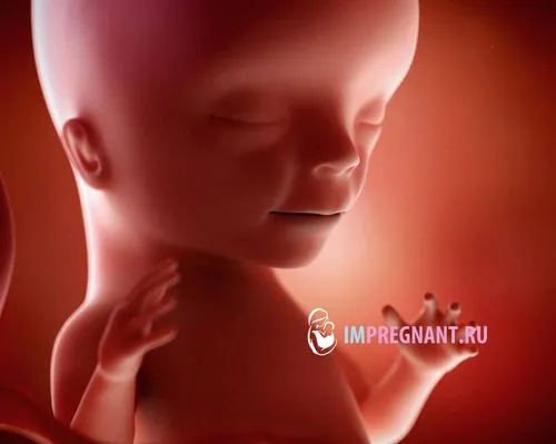 15 тиждень вагітності відчуття в животі