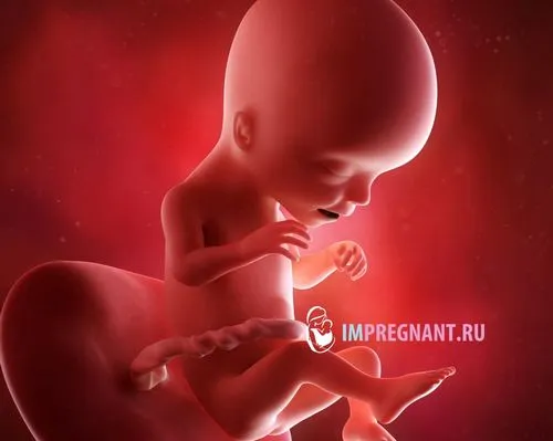 17 тиждень вагітності відчуття в животі