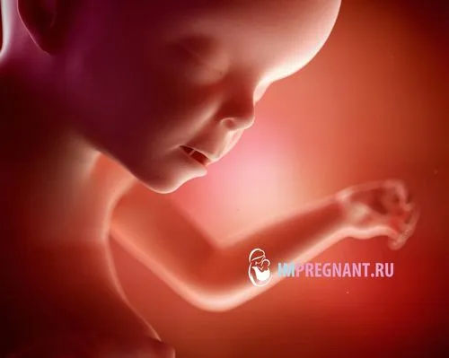 23 тиждень вагітності скільки це місяців