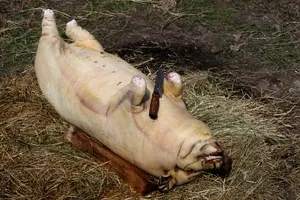 porci acasă sacrificare cum să măcelărească un porc, cum să omoare porci și cuțit