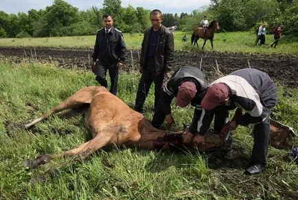 cal Condus cum să conducă un cal și ce să facă cu calul, atunci