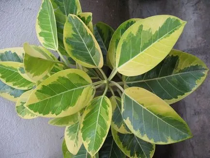 Limba de flori și culori într-un buchet de valoare - viata personala (flori) Limba de flori și importanța culorilor într-un buchet - viata dragoste