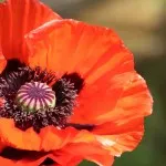 чому вагітним не можна стригти волосся