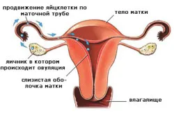 планування статі дитини за овуляції, перший по підлозі планування статі дитини за овуляції