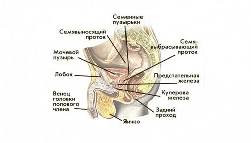 якомога завагітніти від хлопця