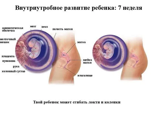 календар вагітності на сьомому тижні