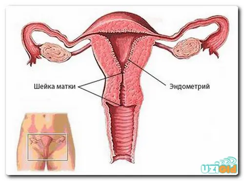 розмір шийки матки під час вагітності
