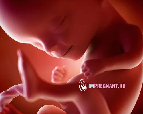 14 тиждень вагітності відчуття в животі