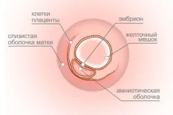 вагітність 3 тижні, перший по підлозі вагітність 3 тижні