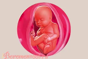 26 тиждень вагітності розвиток плід фото на двійня