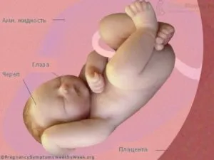 матка на 40 тижні вагітності