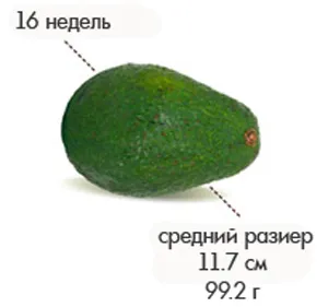 16 тиждень вагітності який це місяць