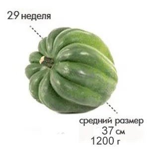 29 тиждень вагітності вага жінки