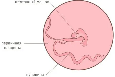календар вагітності 5 тиждень