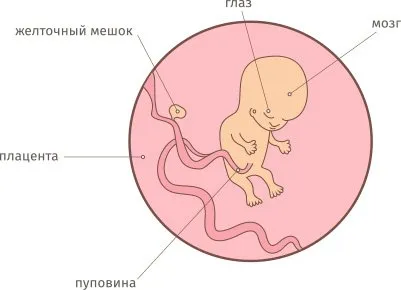 10 тиждень вагітності самопочуття