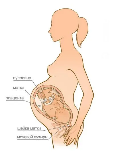 пологи