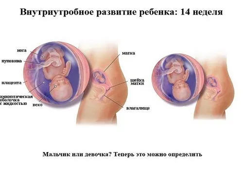 вагітність 14 тижнів руху