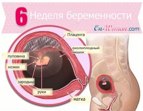 вагітна 6 тиждень вагітна 6 тиждень
