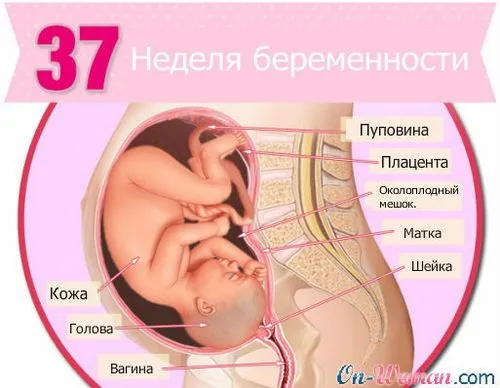 37 тиждень вагітності виділення