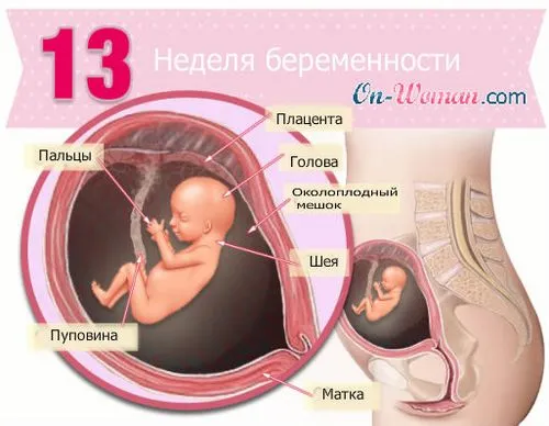 13 тиждень вагітності ознаки 13 тиждень вагітності ознаки