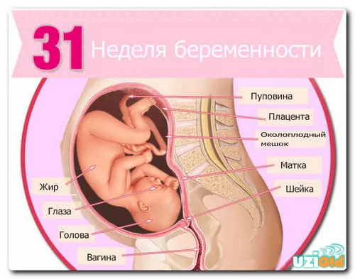 31 тиждень вагітності вага дитини