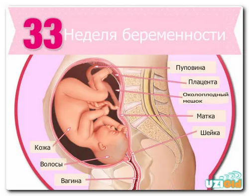 33 тиждень вагітності узі