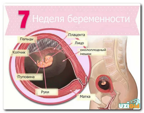7 тиждень вагітності узі