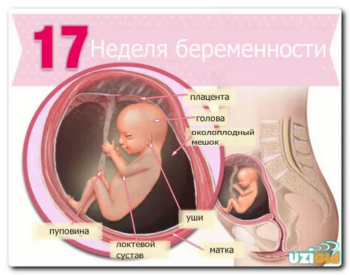 17 тиждень вагітності фото