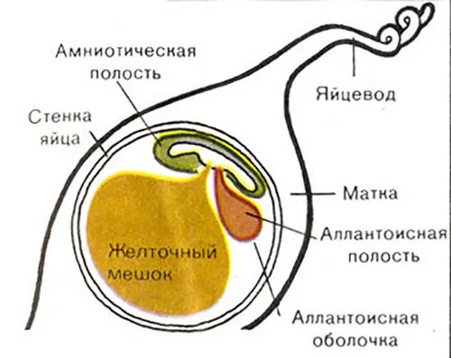 5 тиждень вагітності узі