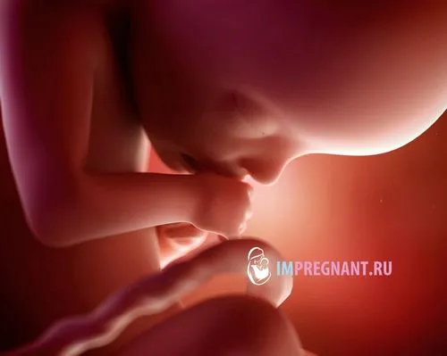 22 тижні вагітності