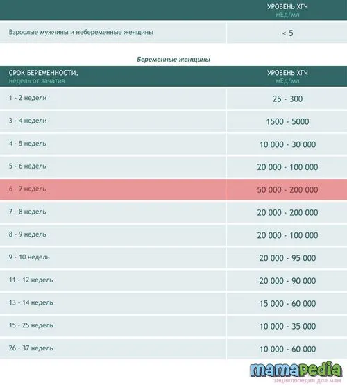 7 тиждень вагітності