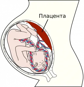 8 тиждень вагітності коричневі виділення