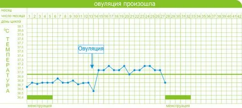 базальна температура вагітності
