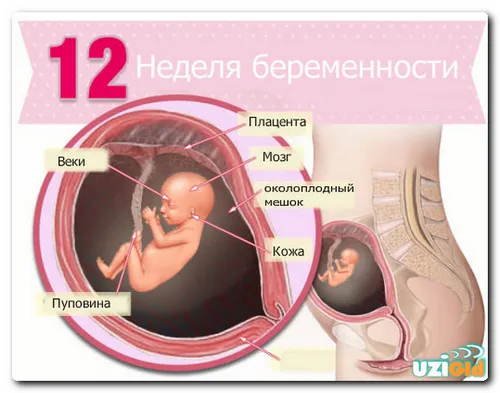 12 тижнів вагітності узі