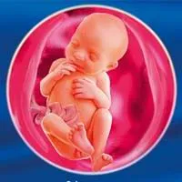 6 місяць вагітності