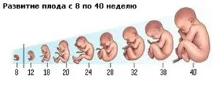 внутрішньоутробний розвиток плода по тижнях