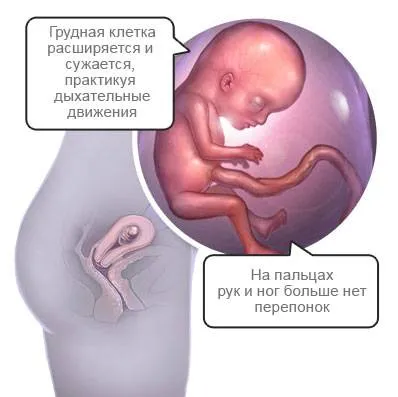 11 тиждень, вагітність на одинадцятому тижні, календар вагітності вагітність на одинадцятому тижні