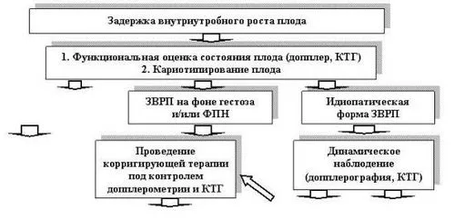 24 тиждень вагітності узі