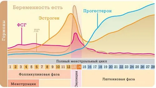 відновлення менструацій після пологів відновлення менструацій після пологів