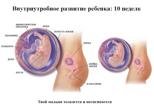 ключові особливості протікання 10 тижні вагітності. інтенсивний розвиток плода і нові відчуття у мами. нові обстеження під час планового огляду і корисні рекомендації.