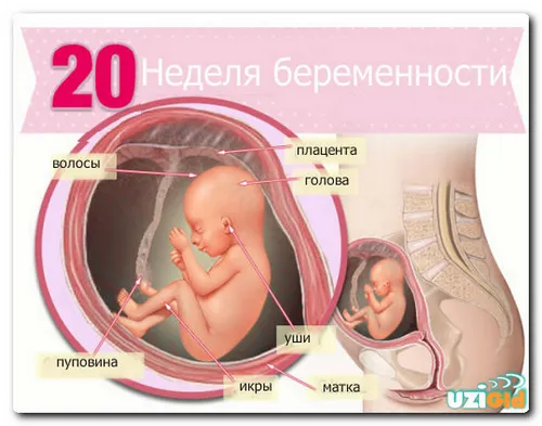 вагітність 20 тижнів узі