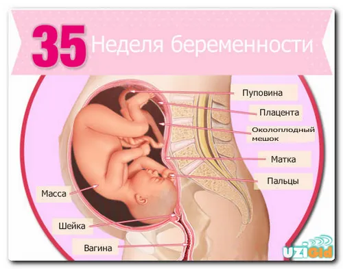 35 тиждень вагітності узі