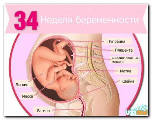 34 тиждень вагітності вага дитини