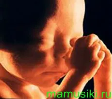 двадцять четвертий тиждень вагітності