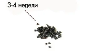 перші 4 тижні вагітності