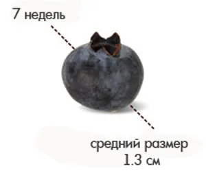 сьомий тиждень вагітності