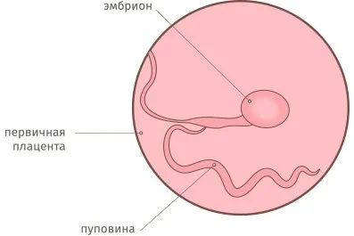 яка тиждень вагітності