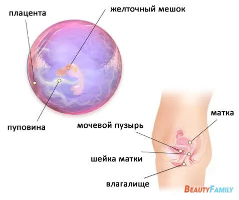 5 тиждень вагітності від зачаття