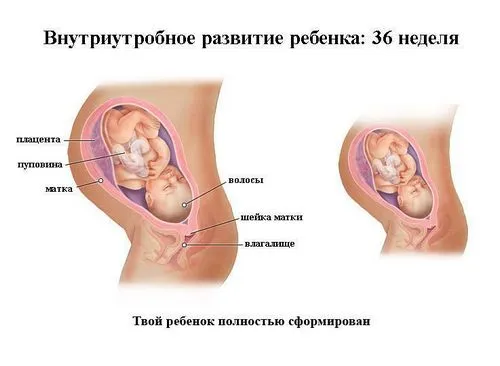 36 тижнів вагітності