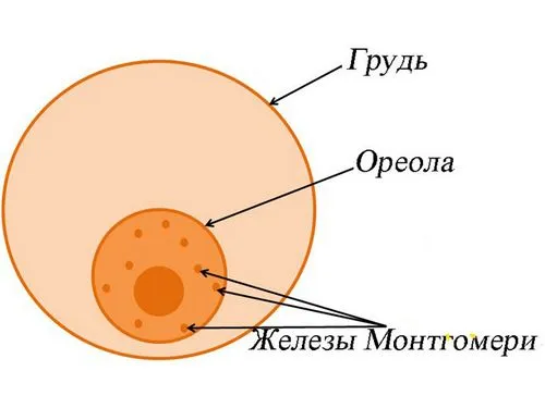 соски під час вагітності